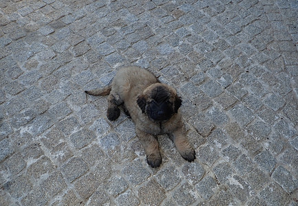 灰石砖上的棕色和黑黑色毛皮小狗图片