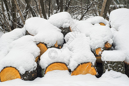 一排原木躺在地上 上面覆盖着新鲜的薄雪覆盖物 白雪覆盖的原木躺在地上 冬天图片