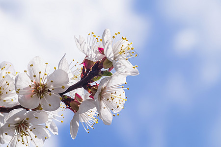 一枝樱花 杏花在阳光明媚的日子里开花 樱花在春天盛开 特写鲜花 樱花映衬着蓝天花瓣天空植物群身体花园植物女性季节公园图片