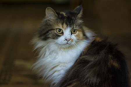 一只多色猫坐在房子的门前 小宠物 小猫毛皮眼睛哺乳动物猫咪野生动物橙子虎斑爪子晶须猫科动物图片