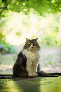 一只多色猫坐在房子的门前 小宠物 小猫野生动物猫科动物橙子毛皮晶须猫咪虎斑头发爪子眼睛图片