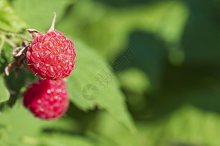 水果园的成熟草莓落空红莓和绿背景的树叶花园食物浆果农业水果养分衬套摄影叶子季节图片