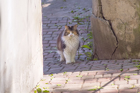 猫抓住了一只蜥蜴 猫的世界 一只小猫和一只蜥蜴 小猫是捕食者 猎人 带着猎物的猎人隐藏老鼠眼睛打猎乐趣咀嚼享受活动牙齿后院图片