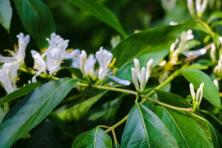 在绿色树叶前的景象花蜜植物野花宏观物质银鱼蝴蝶花园花瓣叶子图片