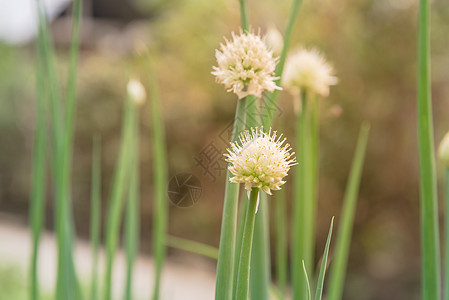 在北越农村花园中开花的有机种扇子瘘管葱花叶子韭葱植物学草本植物宏观场地植物生长图片