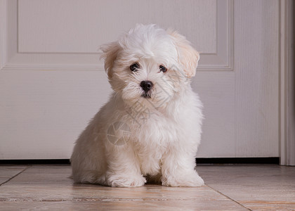 可爱两个月的白白小狗宠物婴儿白色毛皮动物犬类哺乳动物图片