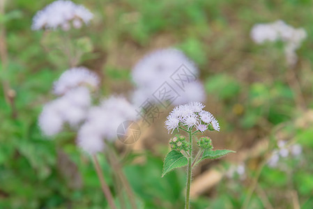 越南春天秋天 Shash DOF开花的切罗兰花叶子星草花粉淡紫色热带蓝貂花瓣荒野菊科植物图片