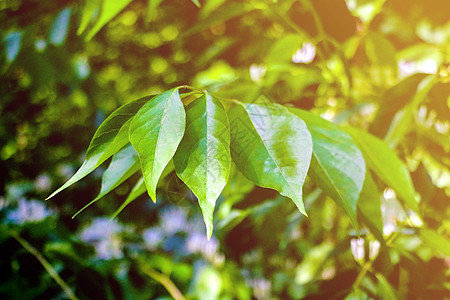 树树绿叶 自然背景图片