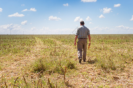 乡下男人在玉米作物的碎块里收成棒子农场国家植物工作场地食物男性农业图片