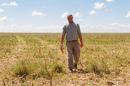 乡下男人在玉米作物的碎块里植物绿色食物收成棒子工作农村农业场地农场图片