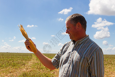 乡下男人在玉米作物的碎块里乡村植物男性农业农村农学家食物场地国家棒子图片