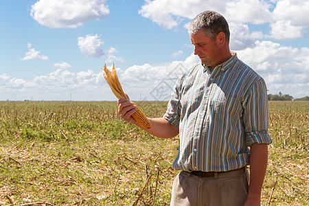 乡下男人在玉米作物的碎块里绿色植物乡村农学家场地棒子农场食物国家工作图片