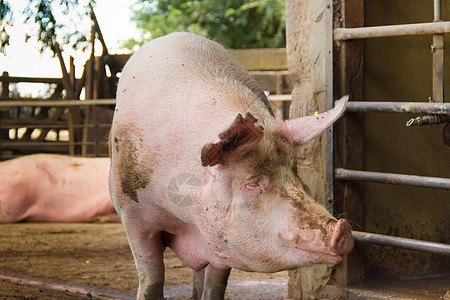 工业猪孵化厂 以消费其肉类乡村农业食物猪肉小猪商业团体粉色谷仓哺乳动物图片