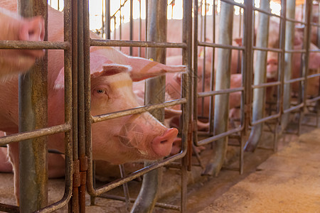 供野外猪肉消费的猪头孵化厂谷仓家畜食物团体母亲苗圃小猪哺乳动物农业粉色图片