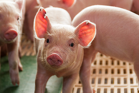 供野外猪肉消费的猪头孵化厂动物食物粉色谷仓农业苗圃团体家畜母亲乡村图片
