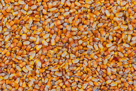 含有玉米和文本位置背景纹理的玉米颗粒和文字位置宏观蔬菜棒子农业核心颗粒状白色黄色粮食种子图片