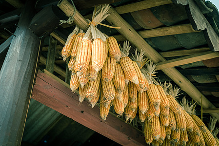 干玉米在越南北部农村谷仓外建的木筏上烘干有机有机玉米(过滤图像)背景