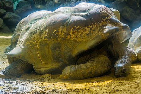 阿尔达布拉巨龟躺在地上的特写肖像 世界上最大的陆栖龟类 易危动物物种图片