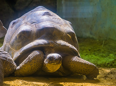 阿尔达布拉巨型乌龟肖像 世界最大的海龟物种来自麦加斯卡 脆弱动物物种图片