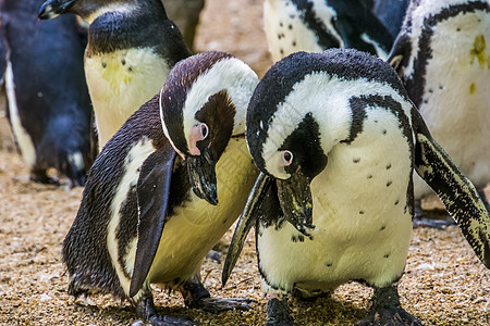 一个有趣的黑脚企鹅夫妇 无飞行的鸟类从非洲 濒危动物种类图片