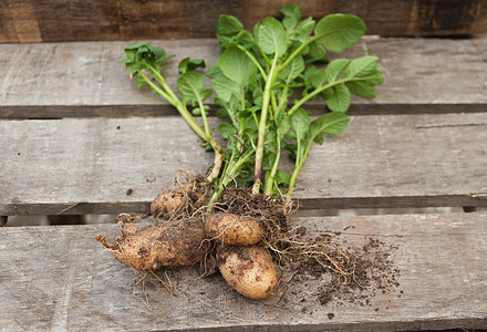 从有机花园收获的土豆和胡萝卜饮食篮子土壤花园绿色食物健康收成园艺洋葱图片