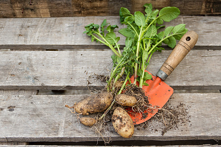 从有机花园收获的土豆和胡萝卜园艺食物植物篮子饮食绿色健康收成农业洋葱图片