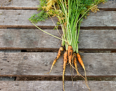从有机花园收获的土豆和胡萝卜收成农业植物篮子花园健康绿色食物饮食洋葱图片