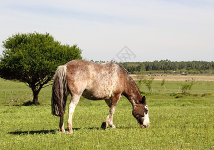 春天在草地上放牧的马农田场地宏观牧场马匹棕色日落动物婴儿绿色图片