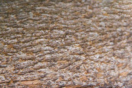 干燥树皮背景的质朴质地树干森林苔藓材料木头植物皮肤自然棕色松树图片