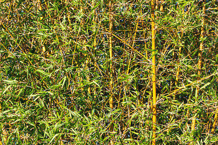 联邦直辖州里奥斯阿根廷省河岸上的bambu甘蔗 哥伦比亚叶子阳光墙纸叶竹森林花园公园生物植物热带图片
