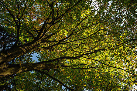 查看美丽的绿树中公园荒野木头树木季节晴天太阳树干植物森林图片
