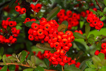 秋天用雨滴灌红莓的装饰性灌木白色植物植物群红色浆果分支机构绿色食物水果荒野图片