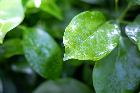 在花园的阳光下特写绿叶 自然黑色背景晴天树叶季节叶子生长植物群生态绿色太阳图片