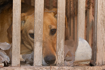 遭受虐待的狗 狗和狗栅栏眼睛庇护所猎犬警卫犬类狗窝鼻子木头遗憾图片