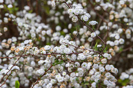 喜欢在春天的白色花朵浪漫绿色叶子公园衬套花园植物学植物群植物季节图片