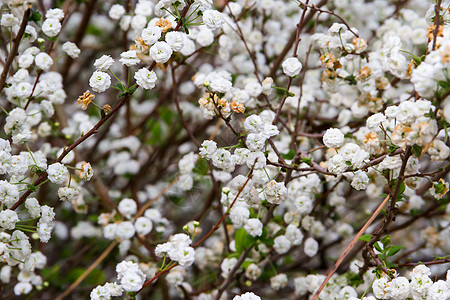 喜欢在春天的白色花朵浪漫植物植物群植物学花园公园季节叶子衬套绿色图片