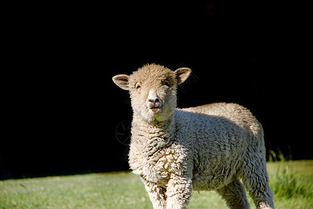 黑背景的野地羊羔画像羊毛场地农业农村绿色草地黑色牧场哺乳动物动物图片