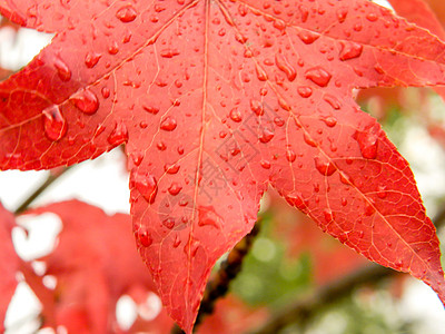 秋天雨下液压的红橙叶和红橙叶活力枫香叶子植物黄色树叶橙子红色图片