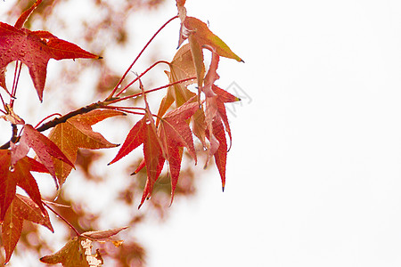 秋天雨下液压的红橙叶和红橙叶树叶叶子活力枫香红色橙子植物黄色图片
