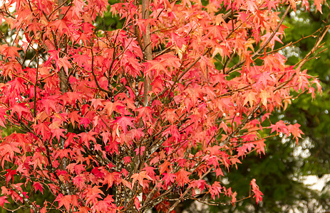 秋天雨下液压的红橙叶和红橙叶黄色红色活力橙子叶子枫香树叶植物图片