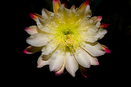仙人掌天蝎的白花在夜晚盛开情调植物宏观绿色插图白色蜡样植物群昙花花朵图片