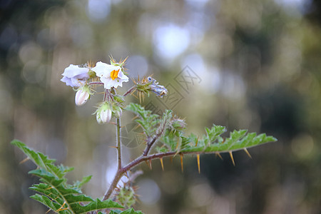 春天白黄蓝红花田和生锈草药草花朵野花雏菊晴天草地植物群叶子乡村花瓣花园图片