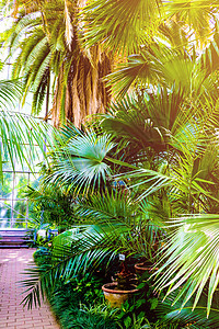 棕榈叶绿色背景 自然 花园热带图片
