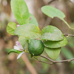 在花园的树上加粉红和白花的绿灰花粉收成植物热带柠檬佛手柑叶子水果雌蕊农场图片