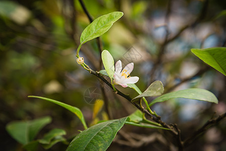 柠檬树枝上的粉红白石灰花热带橙子植物培育果园花瓣农场花园叶子花粉图片