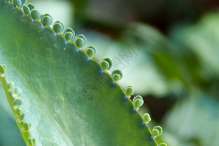 绿色背景叶子多汁仙人掌叶子和叶子通用抽象春夏植物多肉植物沙漠白色肉质植物群热带植物学食物宏观图片