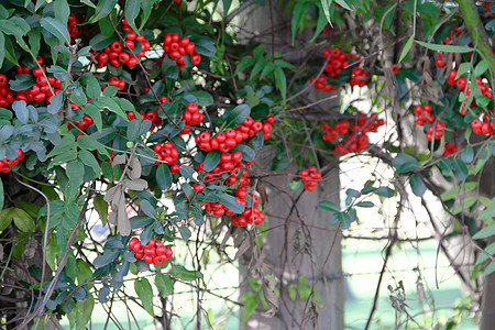 秋天红莓的装饰性灌木水果衬套红色植物绿色地区园艺植物群叶子粉色图片