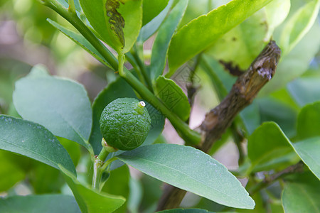 有机花园绿色柠檬的植物农业叶子食物场地种植园农场水果图片