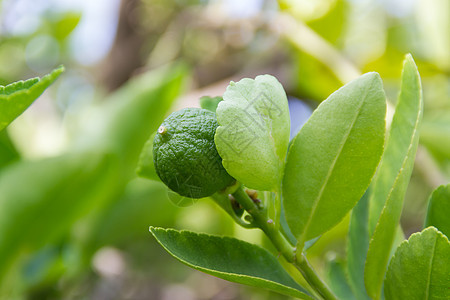 有机花园绿色柠檬的植物场地种植园农场农业水果食物叶子图片