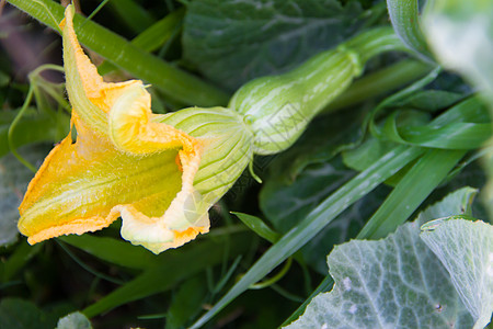 果园花朵植物上的绿色壁球农场花园食物南瓜农业生长蔬菜叶子黄色乡村图片